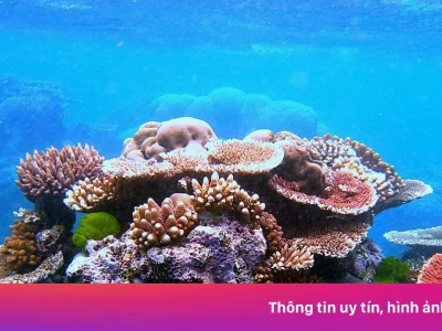 San hô: Sinh vật biển kỳ bí, động vật hay thực vật?