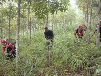 Top 10 Cây Trồng Rừng Hiệu Quả Kinh Tế Cao